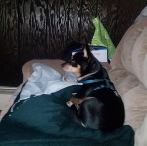 Meet your Posher, Denise